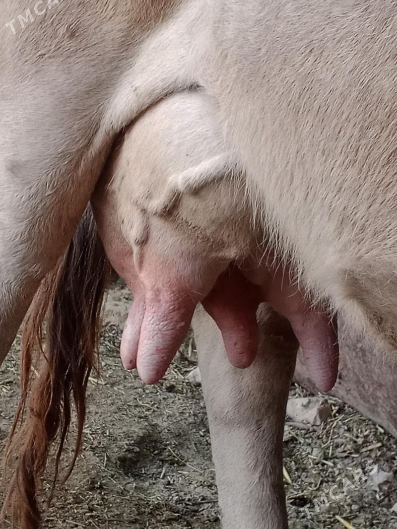 göleli sygyr - Берекет - img 2