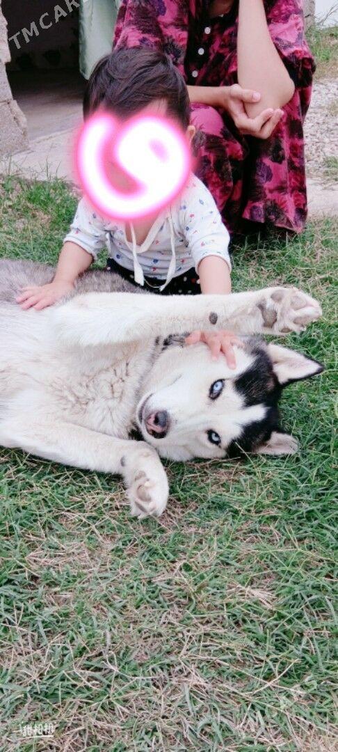 HAÝSKİ ORGİNAL ARASSA - Балканабат - img 2