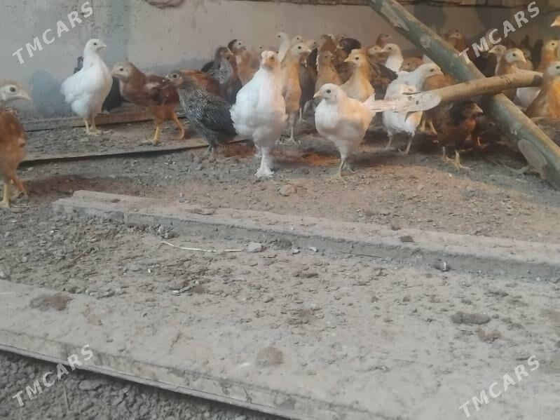 jüýje - Sakarçäge - img 2