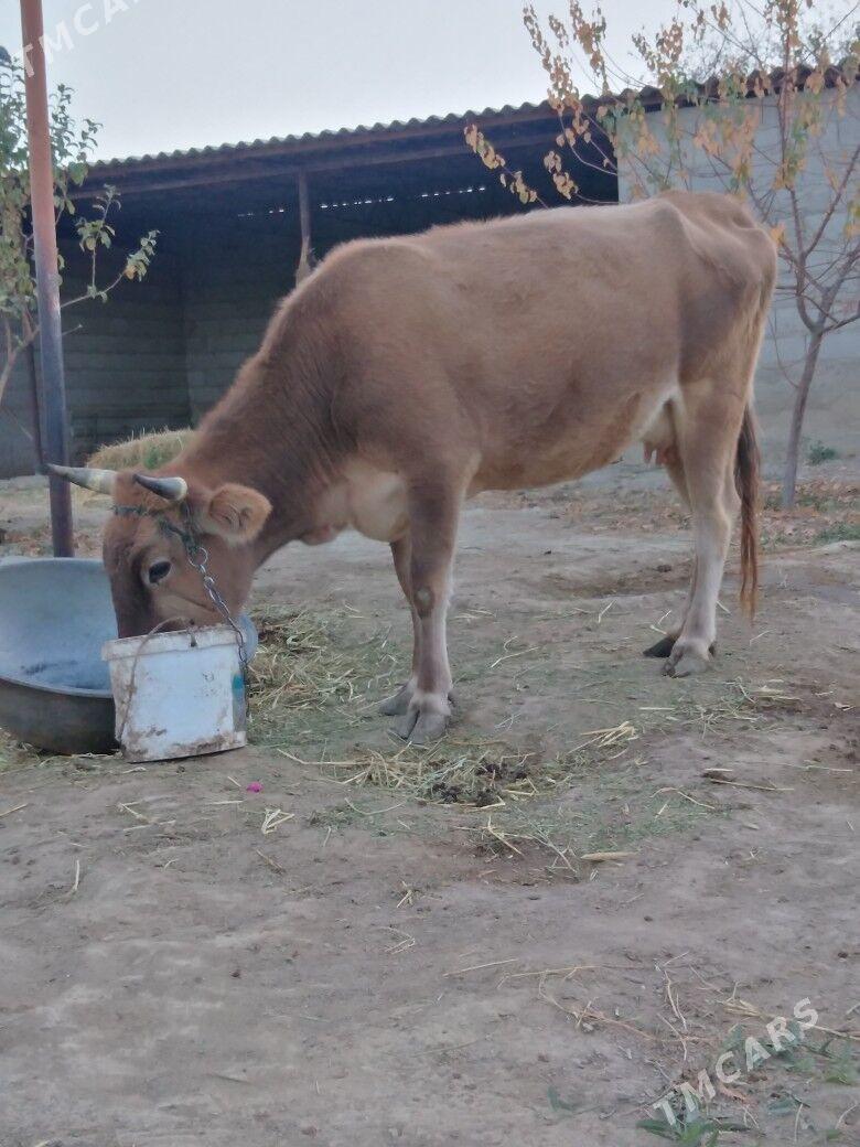 Sygyr. - Бахарден - img 1