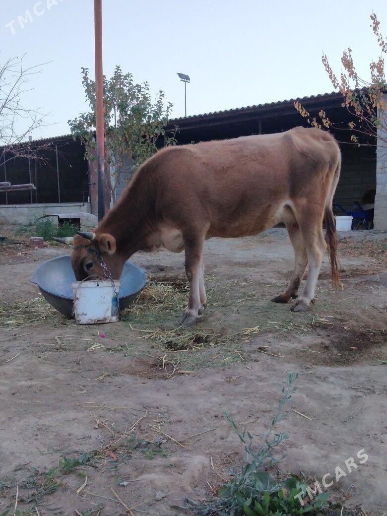 Sygyr. - Бахарден - img 2