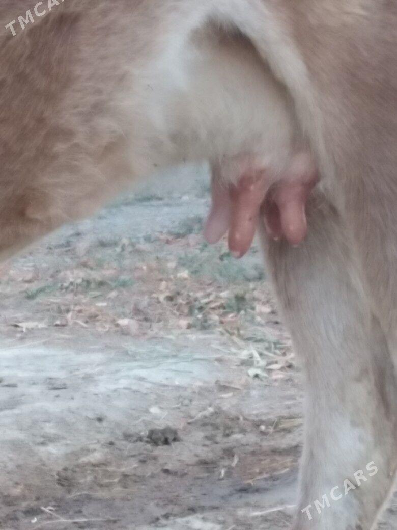 Sygyr. - Бахарден - img 4