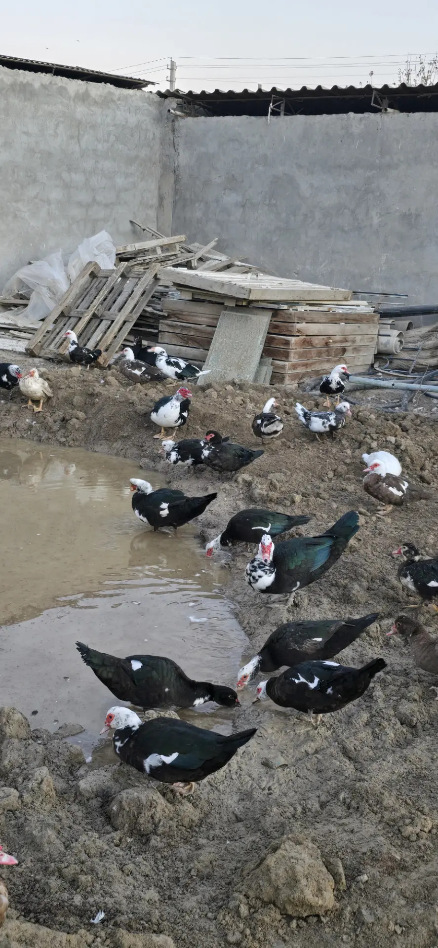 indautga indautka ördek - Büzmeýin - img 7