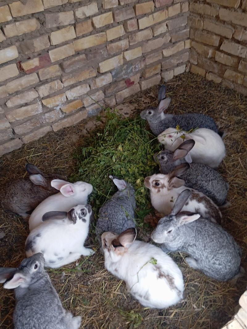 Towsan - Мары - img 1