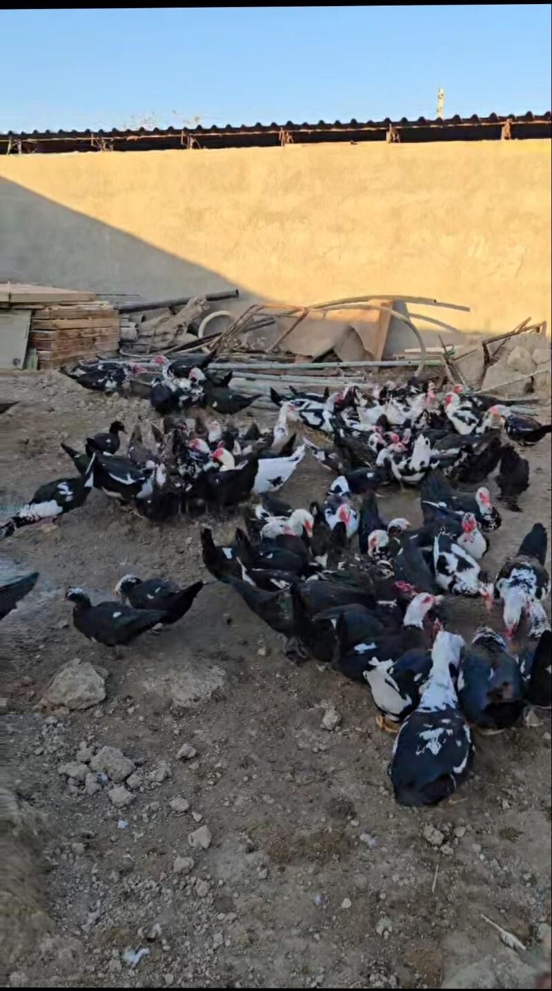 indautga indautka ördek - Büzmeýin - img 6