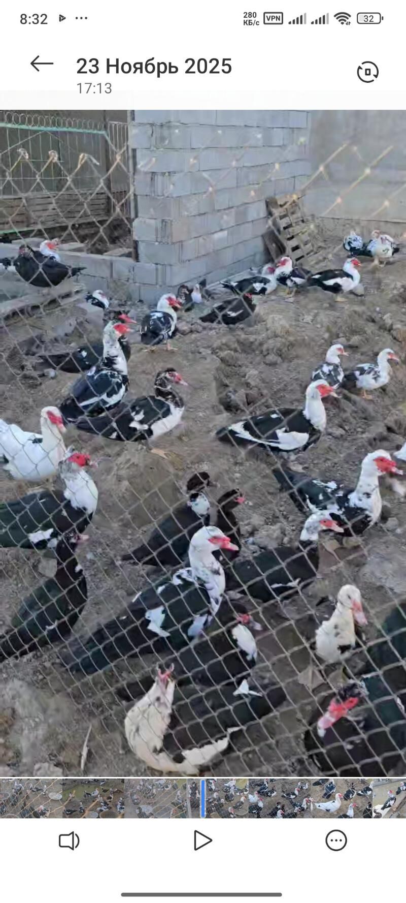 indautga indautka ördek - Büzmeýin - img 4