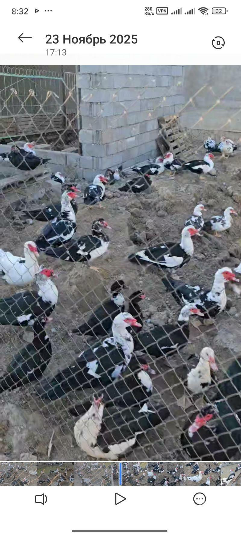 indautka indautga ördek - Бузмеин - img 5