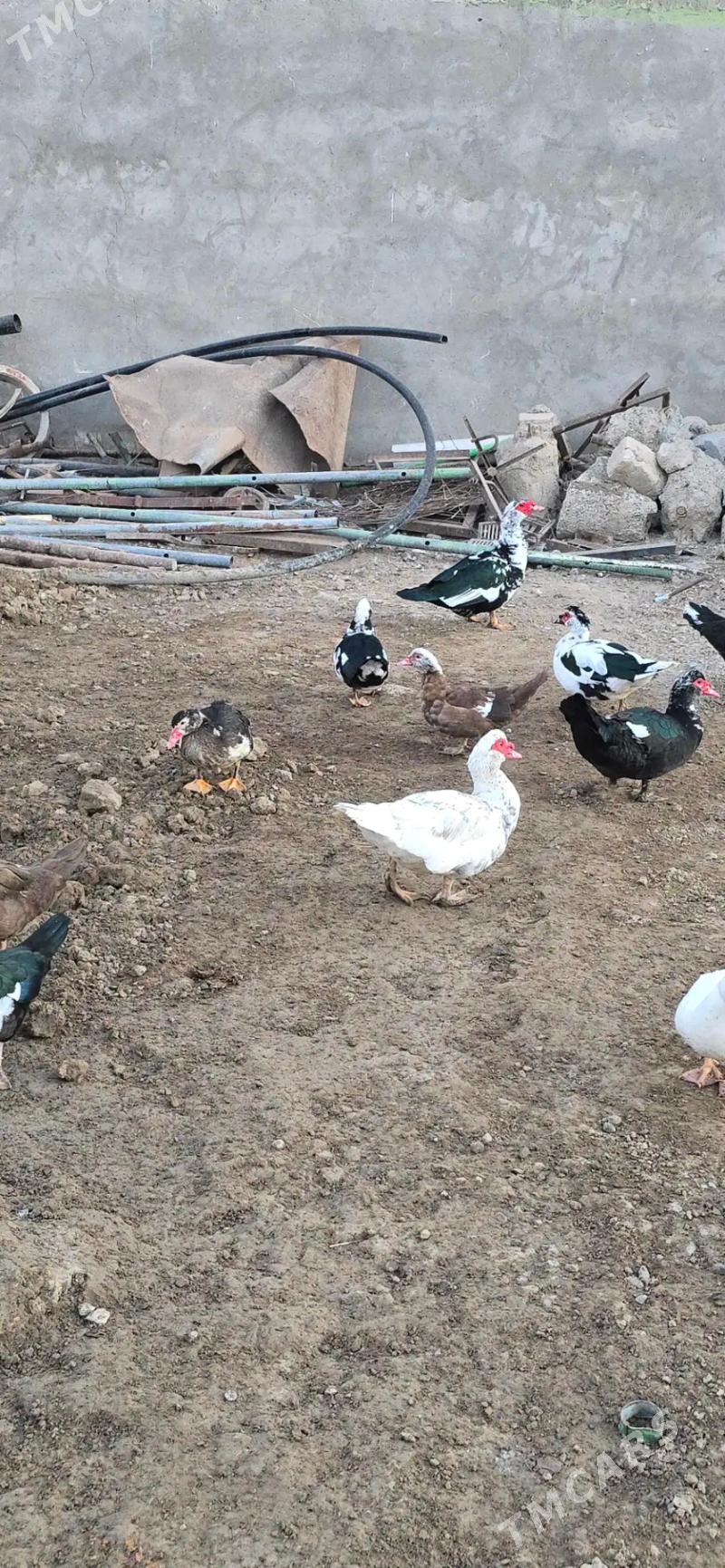 indautka indautga ördek - Бузмеин - img 2