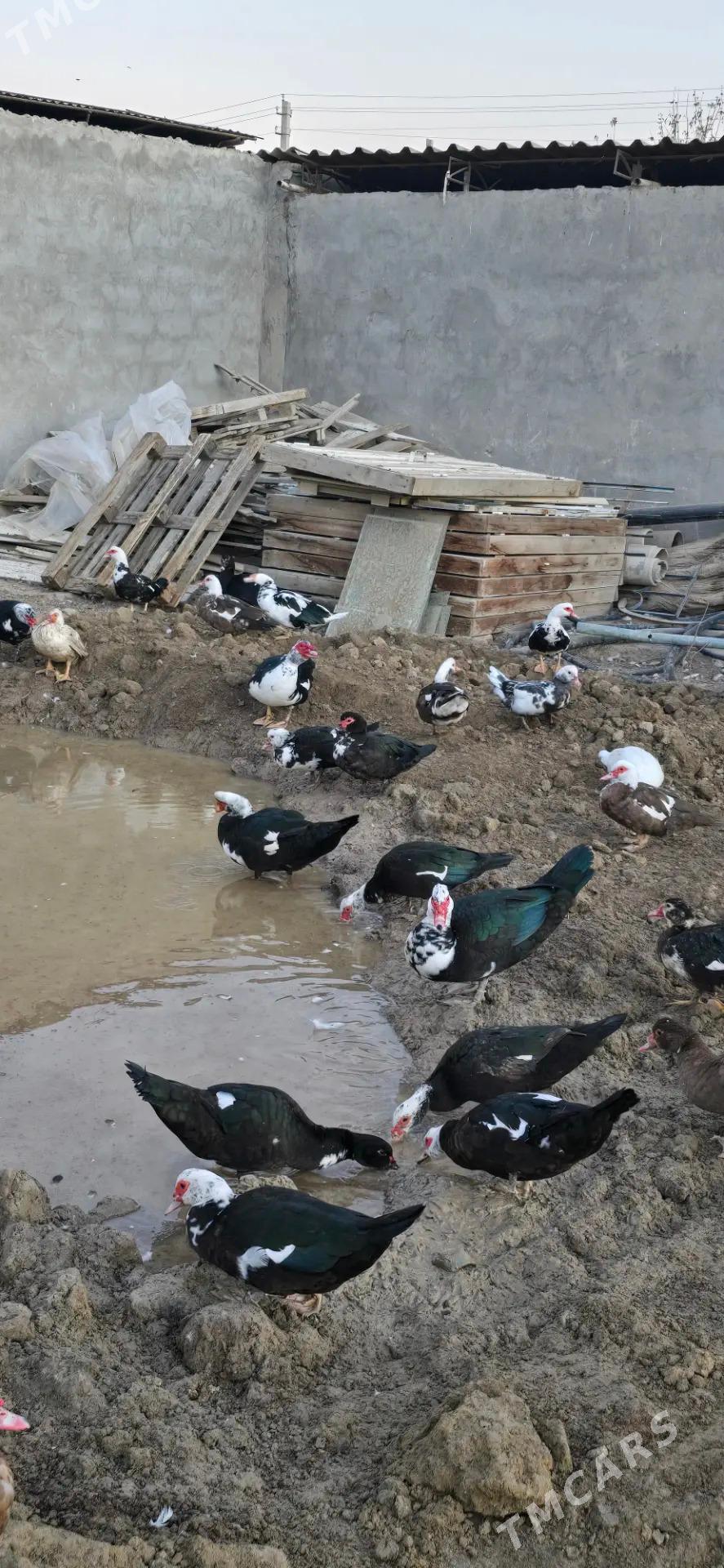 indautka indautga ördek - Бузмеин - img 3