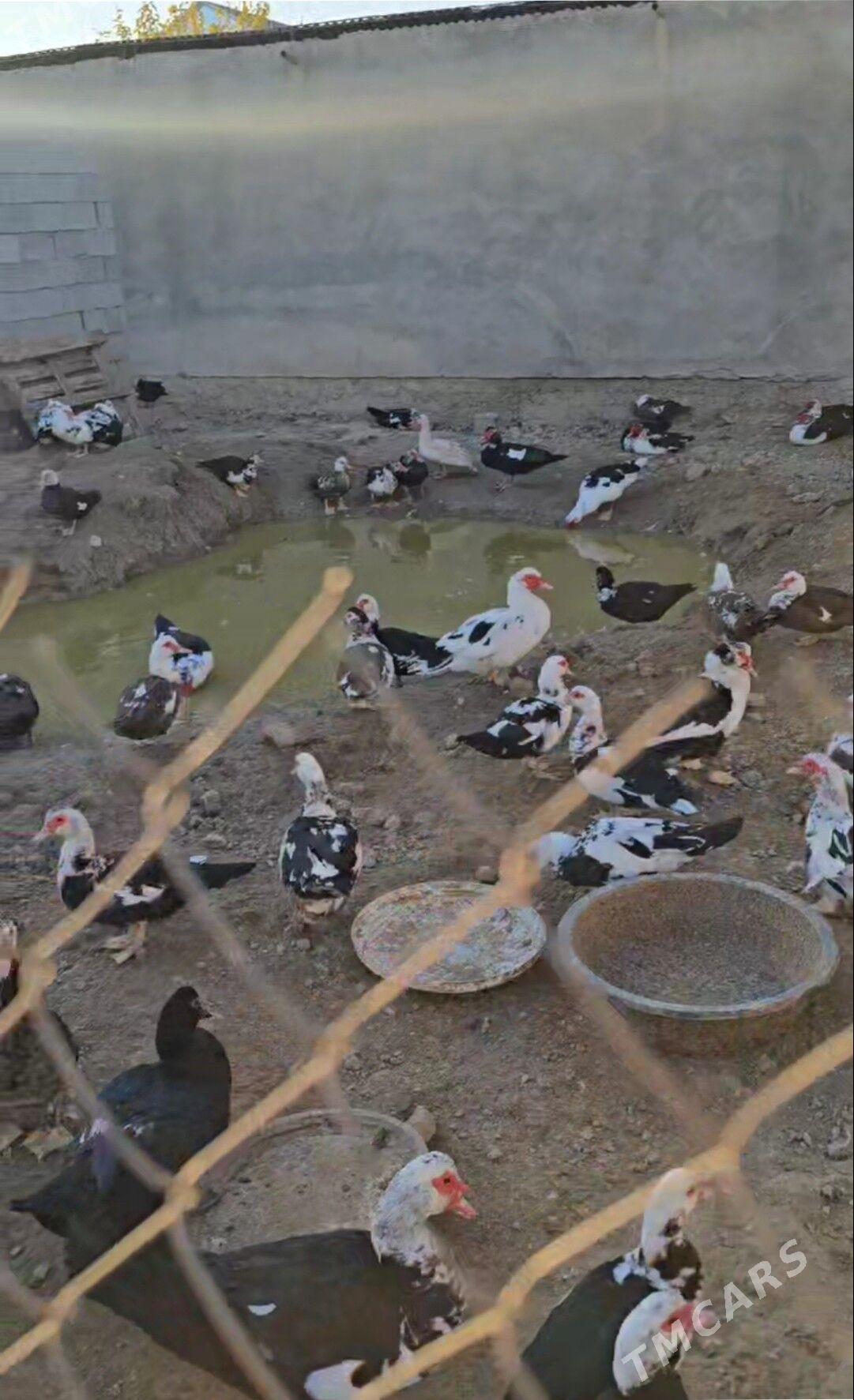 indautka indautga ördek - Бузмеин - img 6