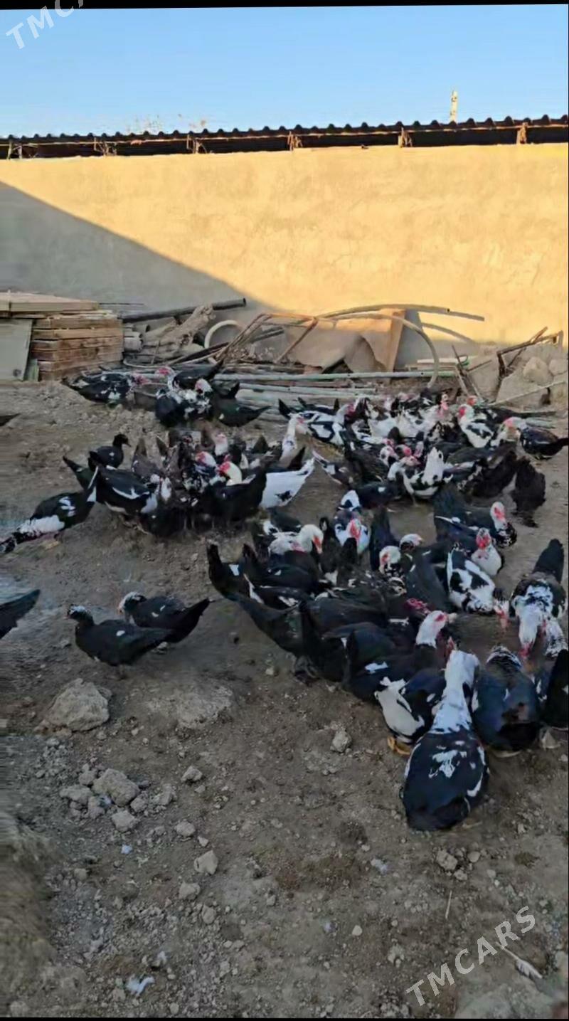 indautka indautga ördek - Бузмеин - img 4