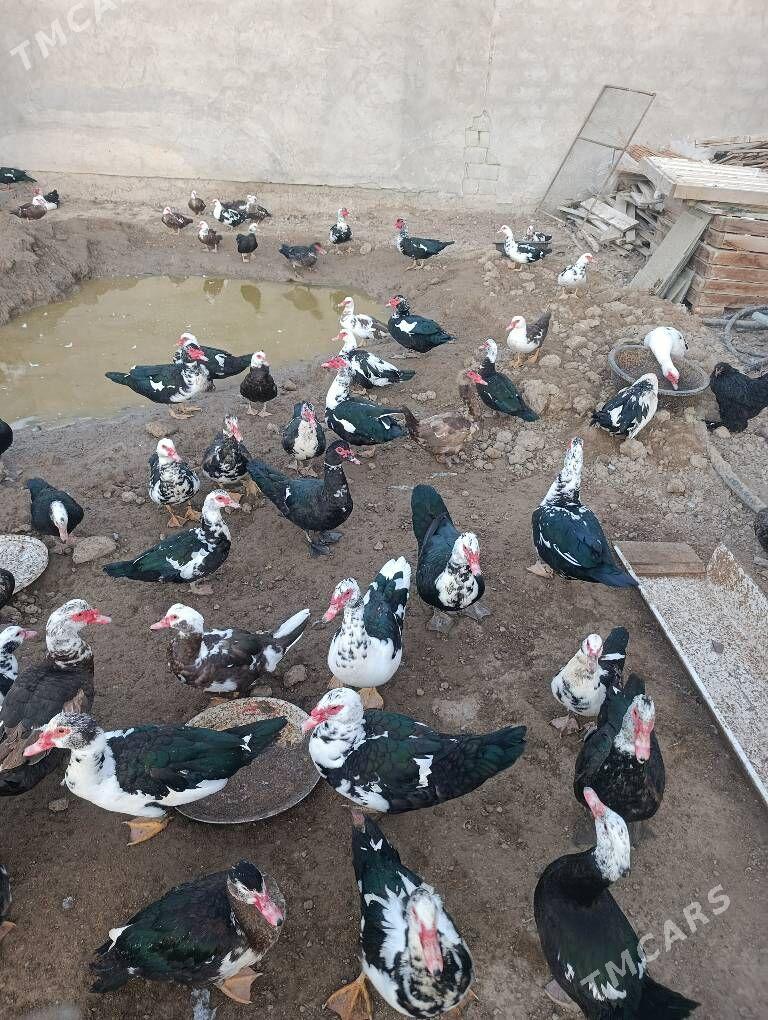 indautka indautga ördek - Бузмеин - img 7