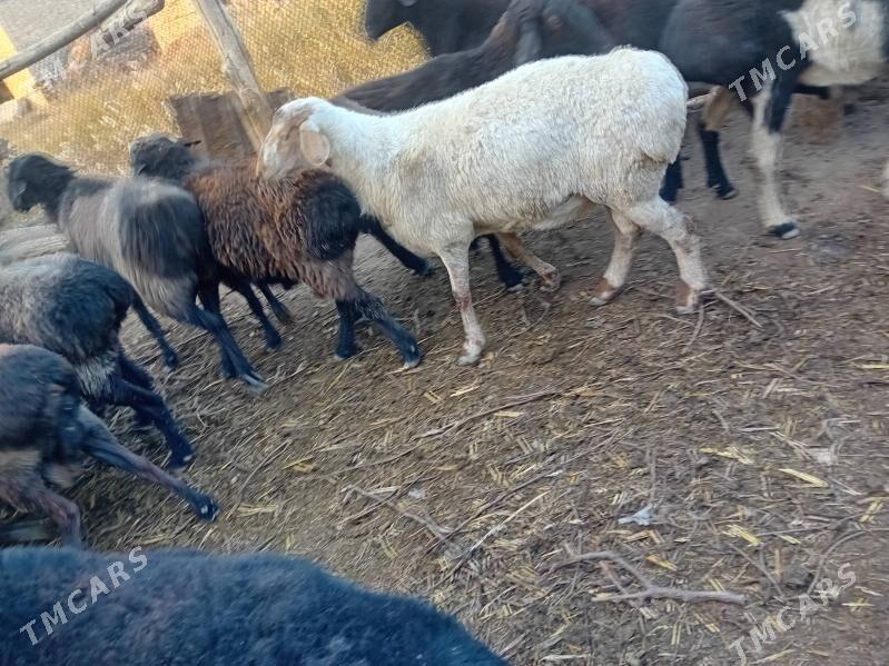 Gocgar-goyun - Çärjew - img 1