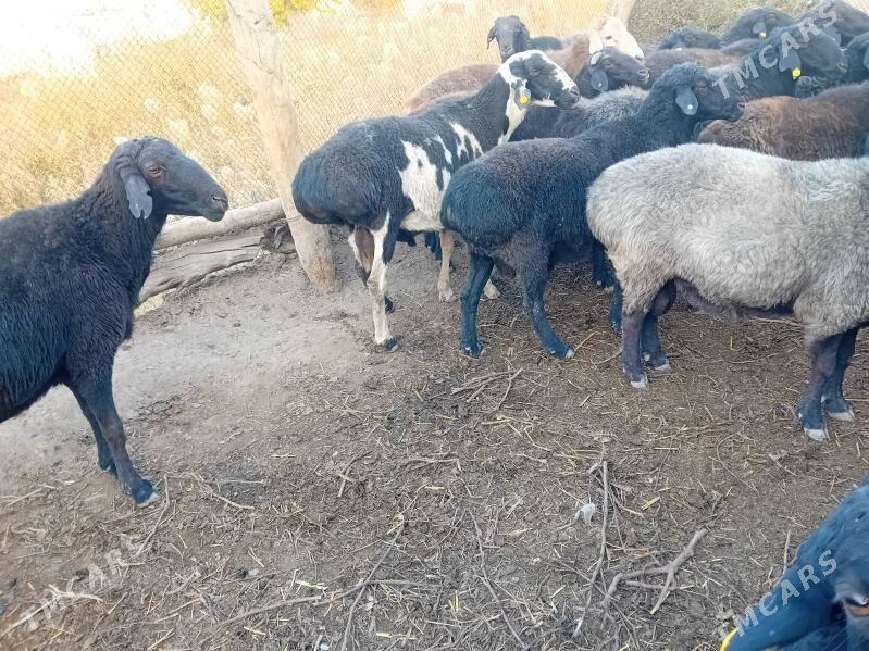 Gocgar-goyun - Çärjew - img 2