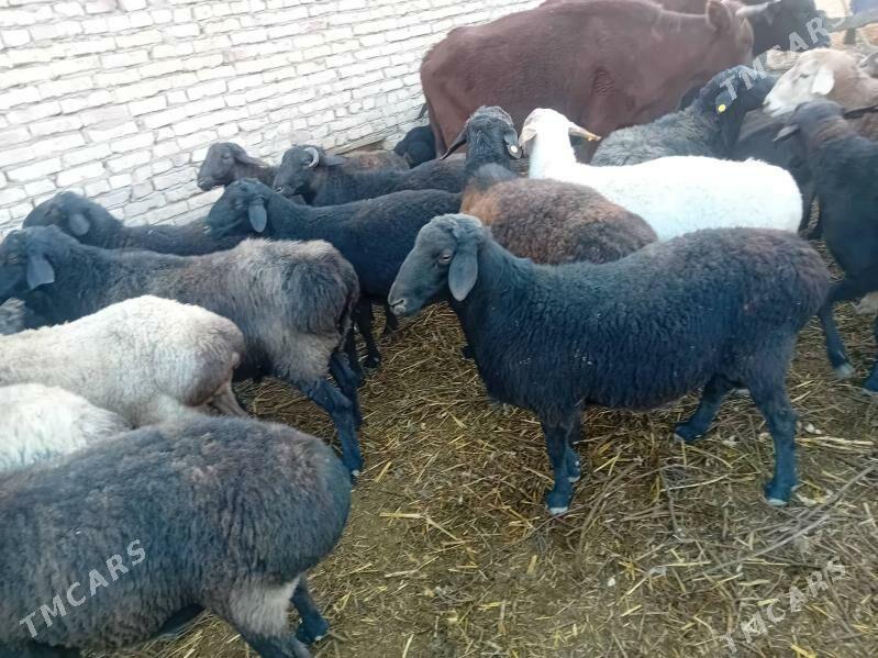 Gocgar-goyun - Çärjew - img 3