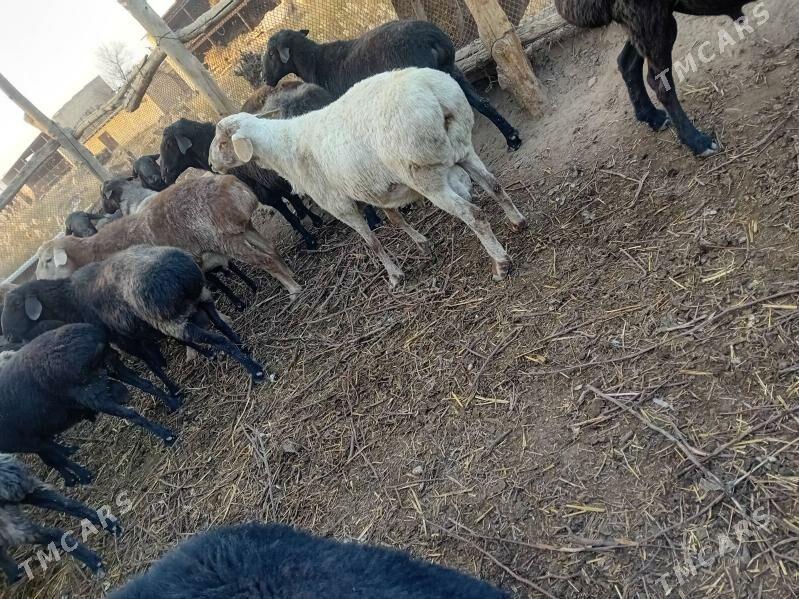 Gocgar-goyun - Çärjew - img 4