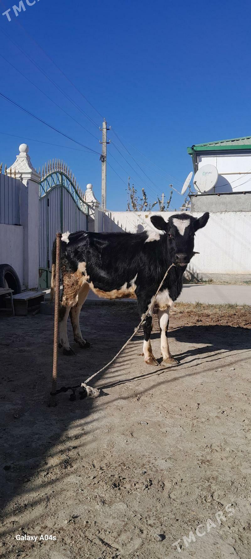 GARALA GALIŞDEYIN TÜWE - Gökdepe - img 3