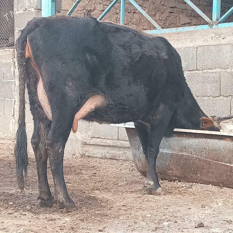 Tohum goleli sygyr - Гызыларбат - img 5