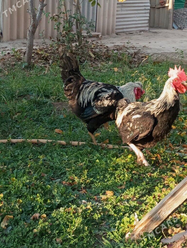 гигант хоразлар - Туркменабат - img 7