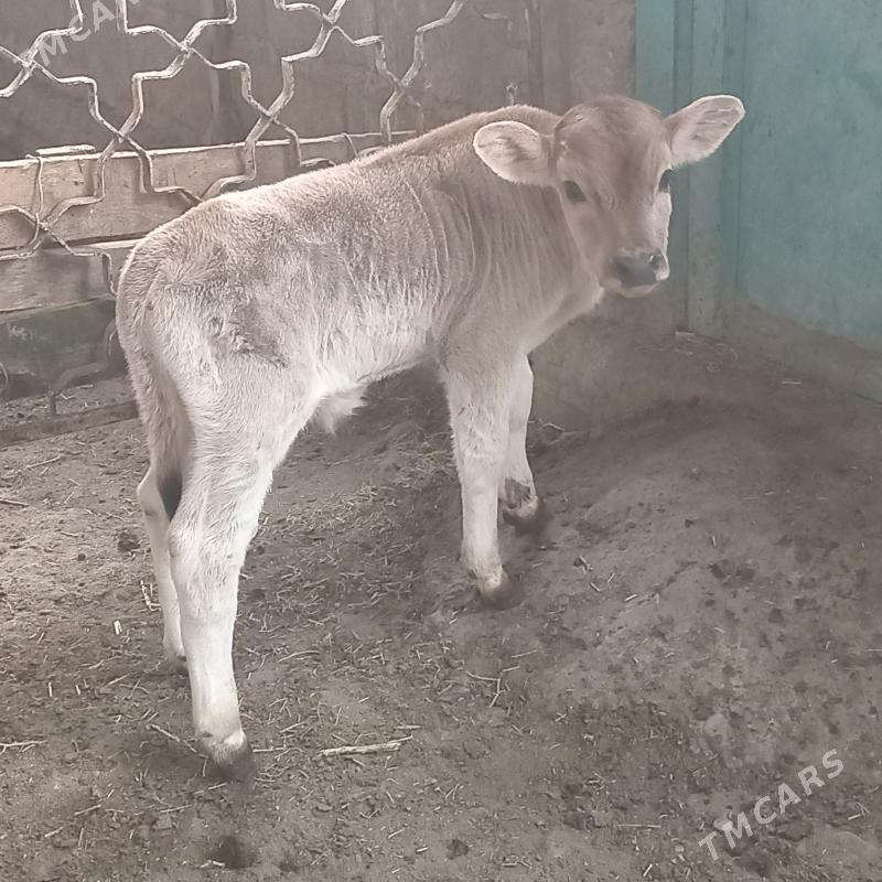 Tohum goleli sygyr - Гызыларбат - img 4