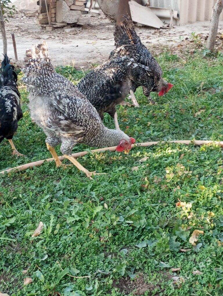 гигант хоразлар - Туркменабат - img 4