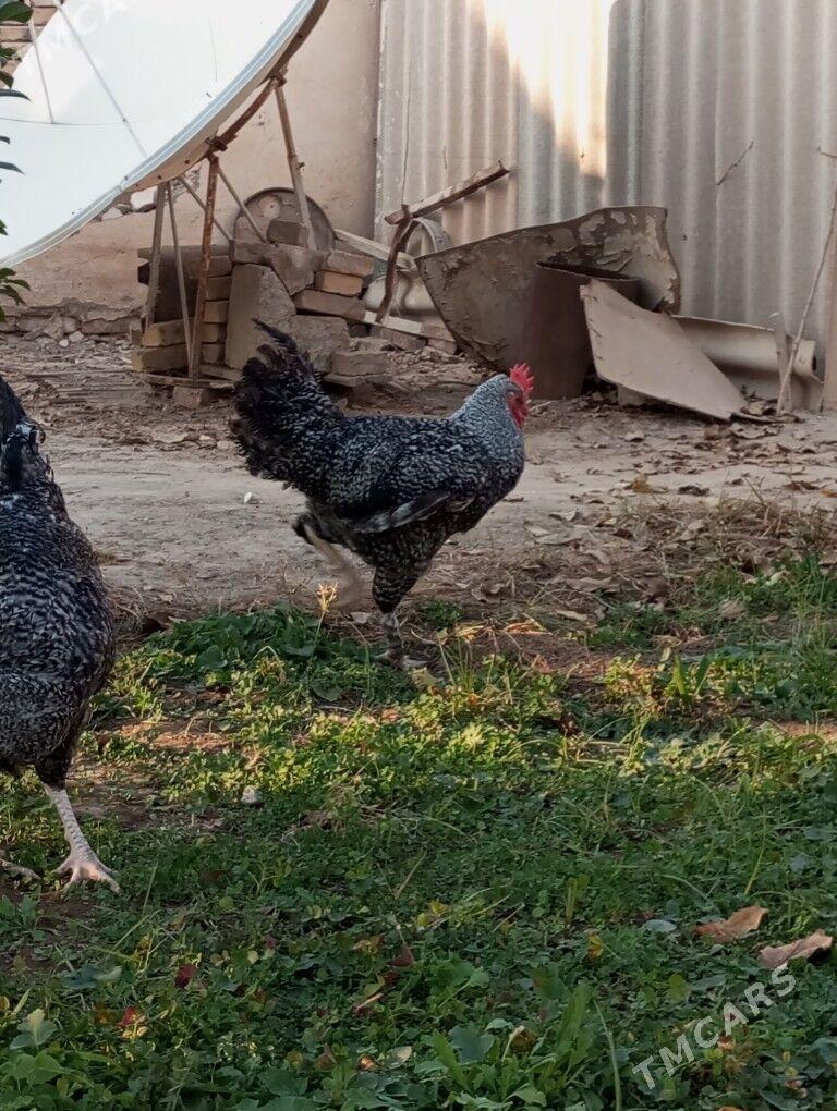 гигант хоразлар - Туркменабат - img 2