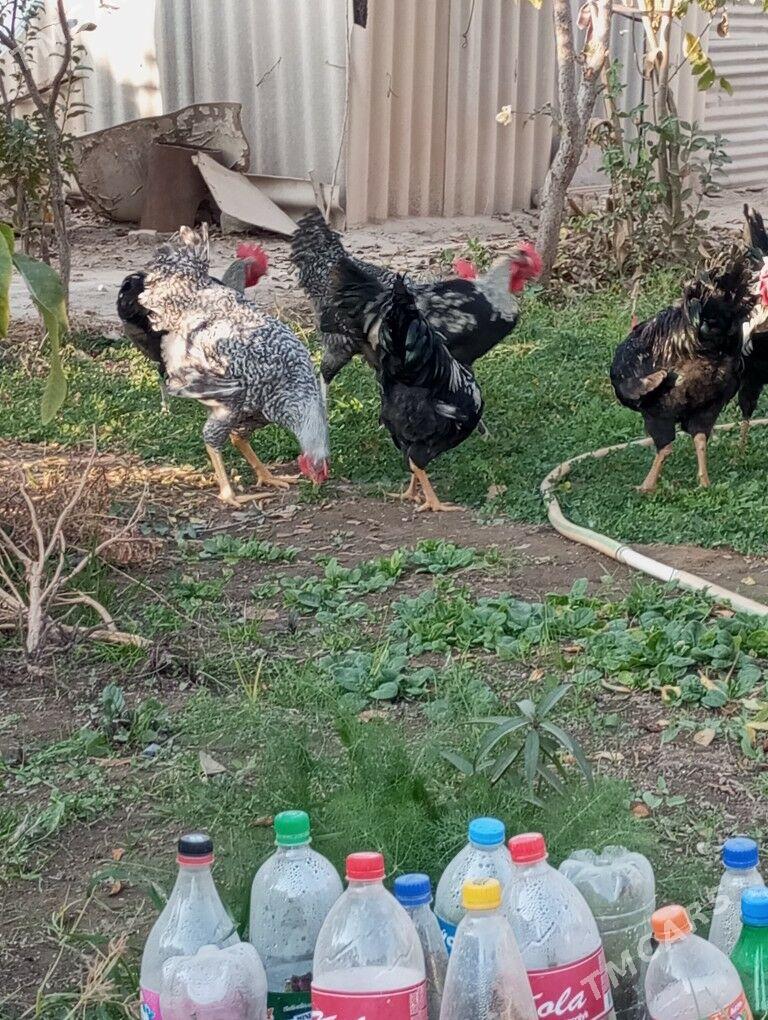 гигант хоразлар - Туркменабат - img 10