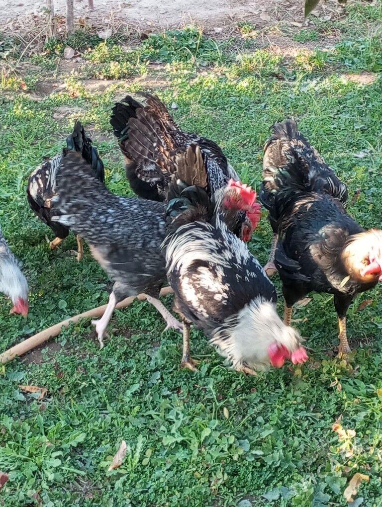 гигант хоразлар - Туркменабат - img 8