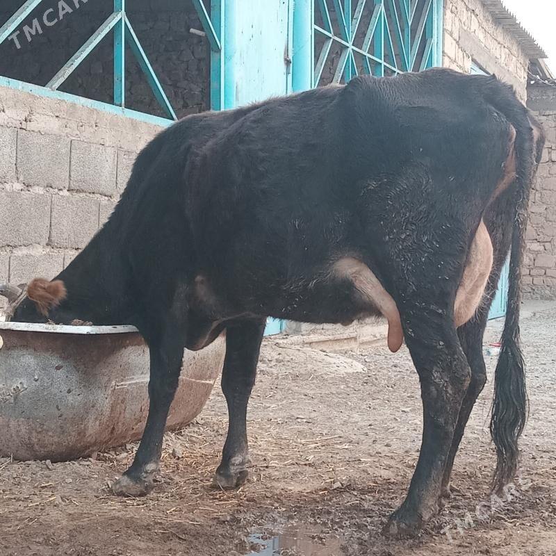 Tohum goleli sygyr - Гызыларбат - img 3