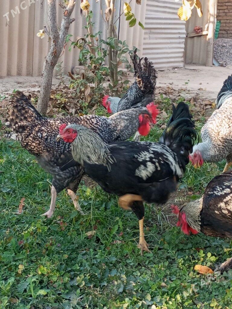 гигант хоразлар - Туркменабат - img 6