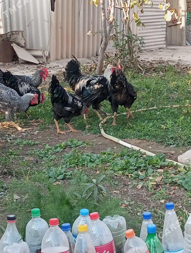 гигант хоразлар - Туркменабат - img 9