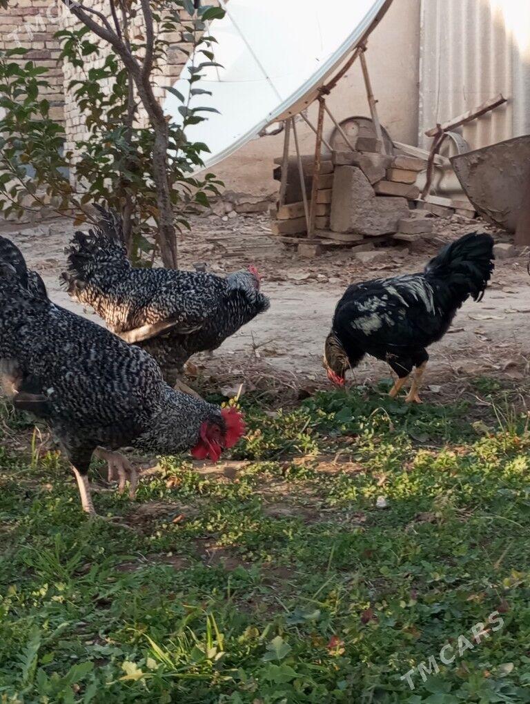 гигант хоразлар - Туркменабат - img 3