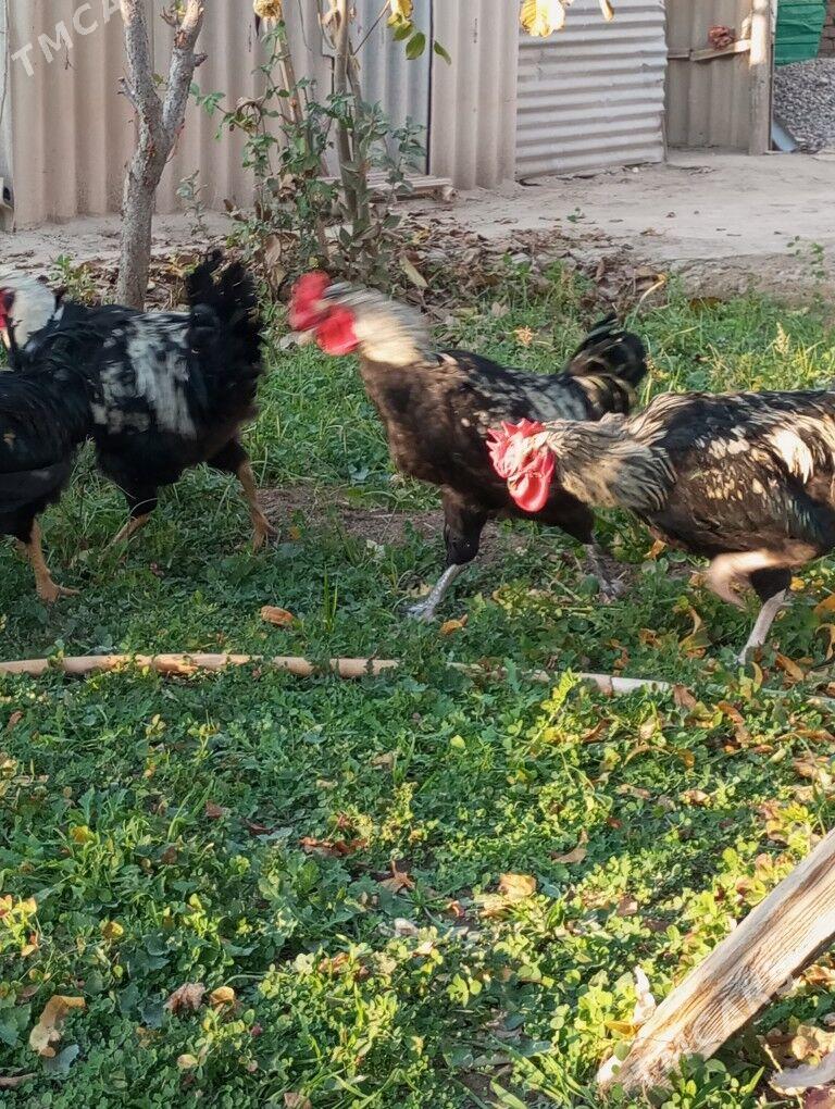 гигант хоразлар - Туркменабат - img 5