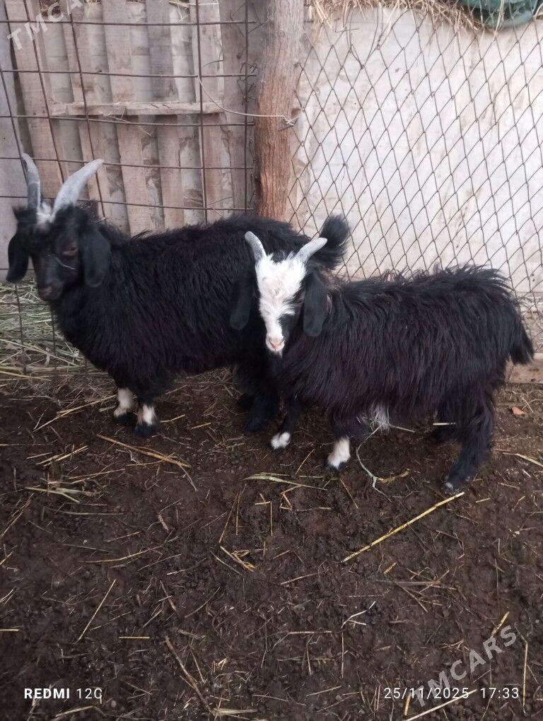 koy koçkar ovlak - Фарап - img 7