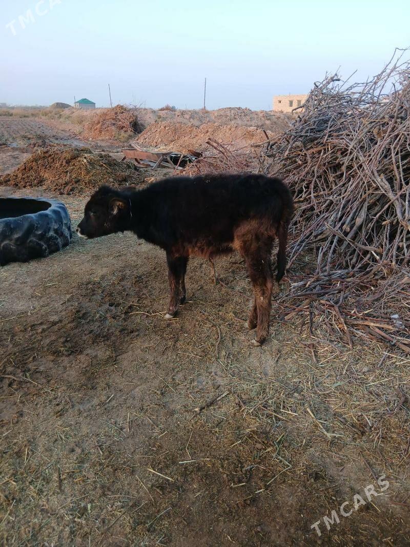 goleli sygyr - Бабадайхан - img 3