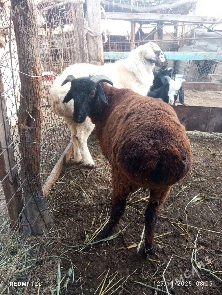 koy koçkar ovlak - Фарап - img 5