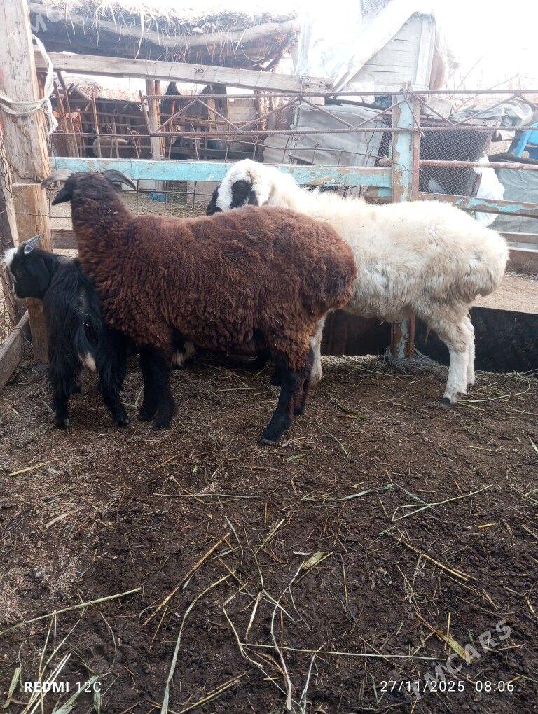 koy koçkar ovlak - Фарап - img 2