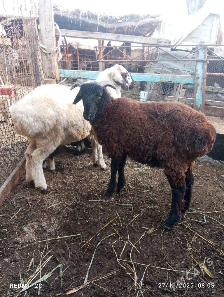 koy koçkar ovlak - Фарап - img 3