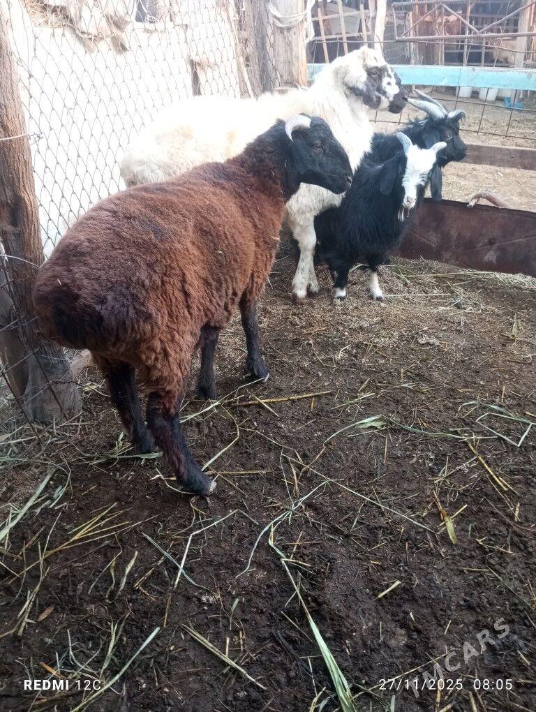 koy koçkar ovlak - Фарап - img 6