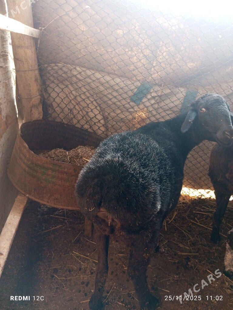 koy koçkar ovlak - Фарап - img 9