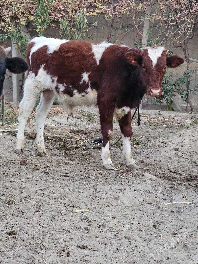 Okuz - Ашхабад - img 4