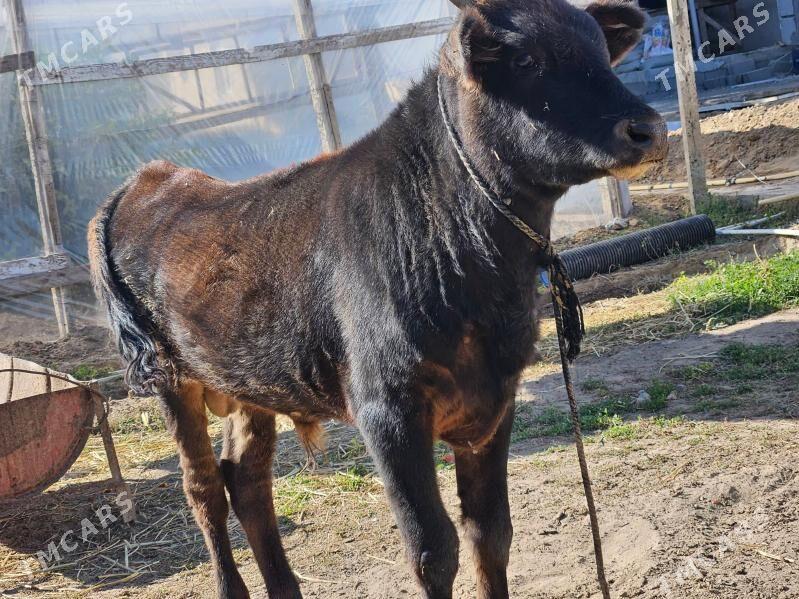 Okuz - Ашхабад - img 2