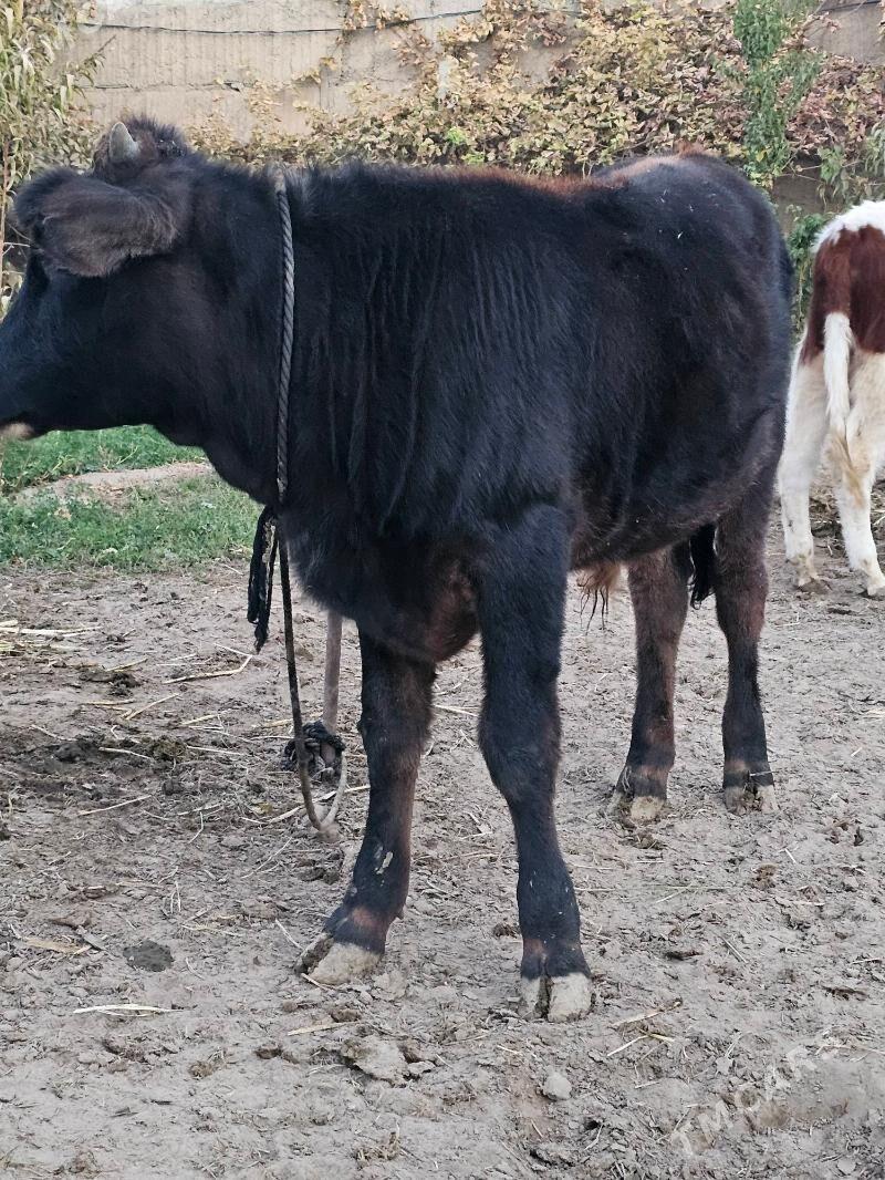 Okuz - Ашхабад - img 3