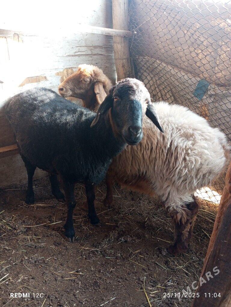 koy koçkar ovlak - Фарап - img 10