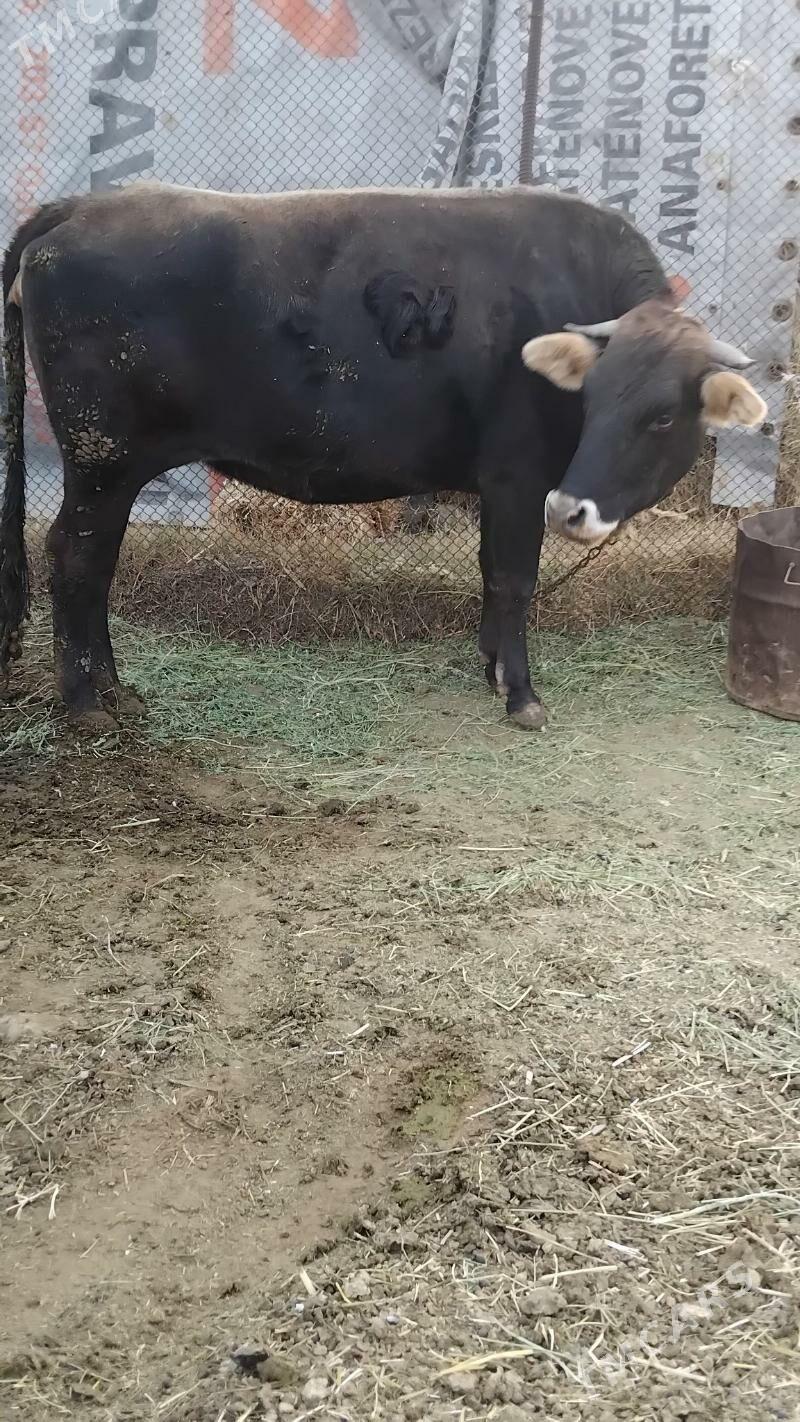 Bakylan sygyr - Бахарден - img 2