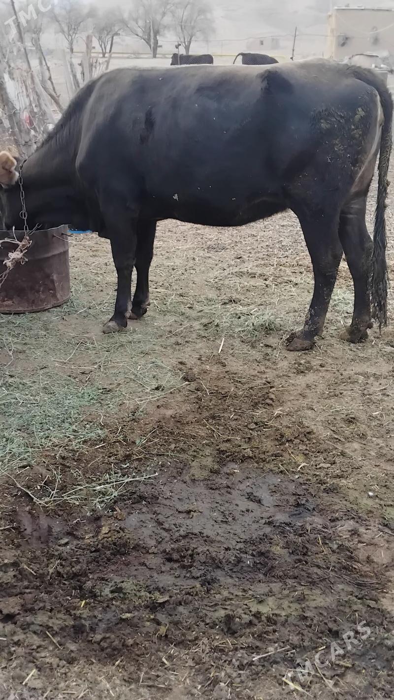 Bakylan sygyr - Бахарден - img 3