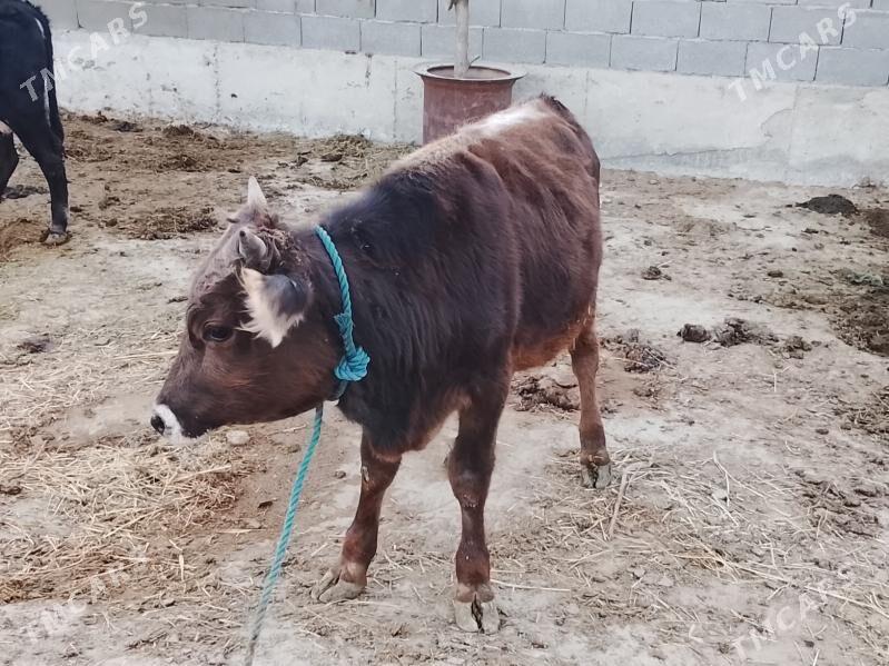 öküz - Бахарден - img 6