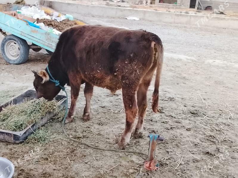 öküz - Бахарден - img 4