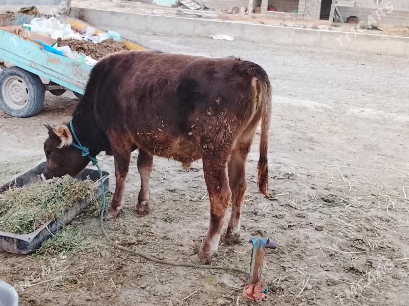 öküz - Бахарден - img 3