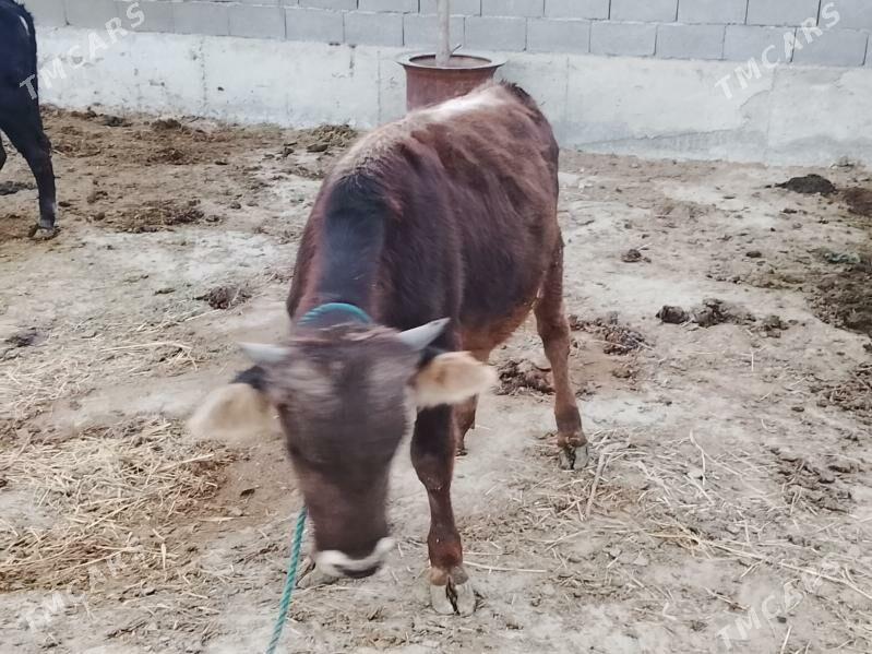 öküz - Бахарден - img 5